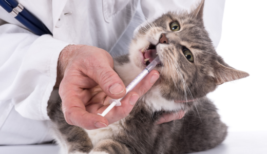 猫の感染症とワクチン