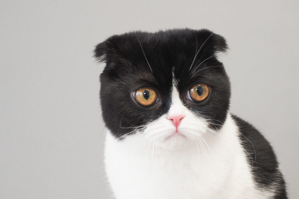 猫の品種①スコティッシュフォールド | わんにゃん暮らしのアドバイス