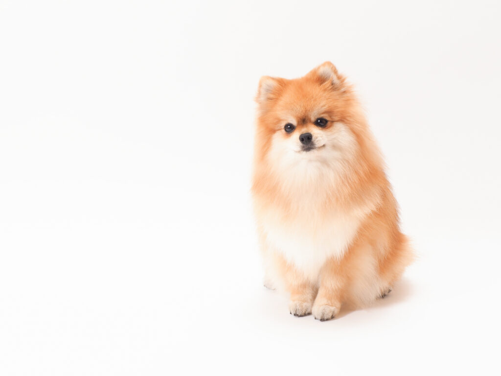 禁断のポメラニアンさ専用 ポメラニアン 】品川・羽田エリアに舞い降りたミニポメが可愛すぎ