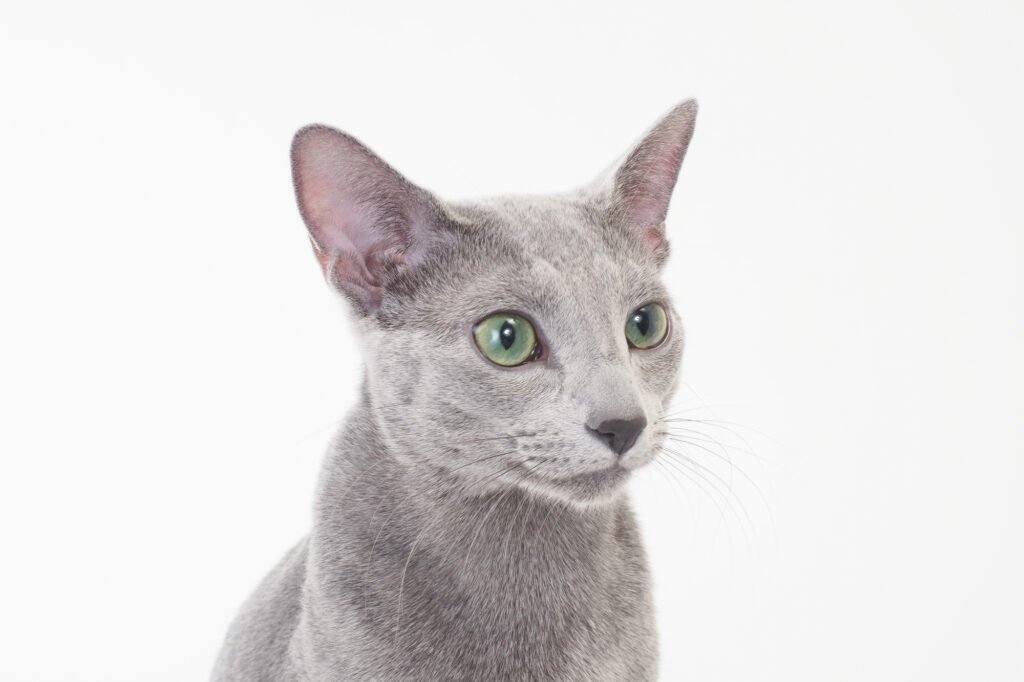 猫の品種⑨ロシアンブルー | わんにゃん暮らしのアドバイス
