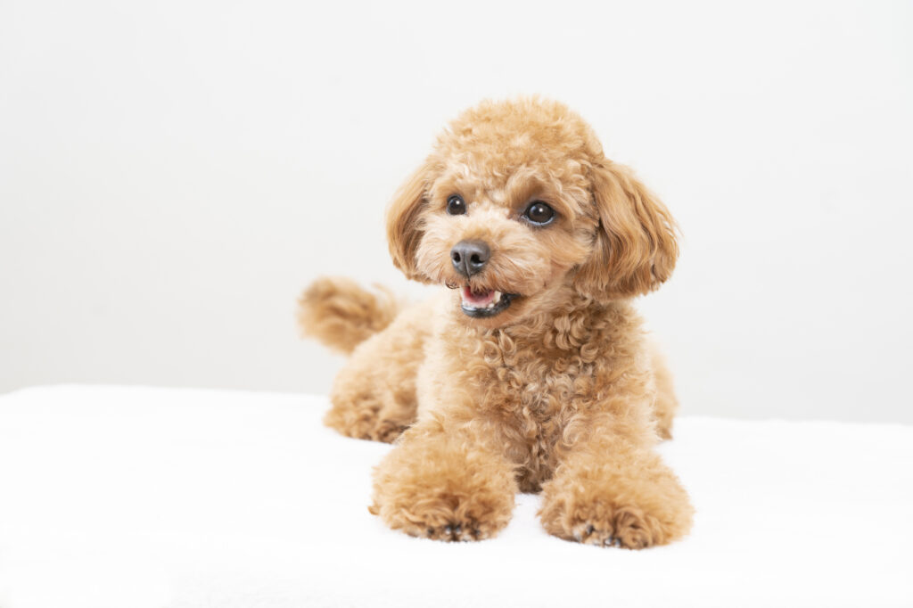 犬の品種②トイ・プードル | わんにゃん暮らしのアドバイス