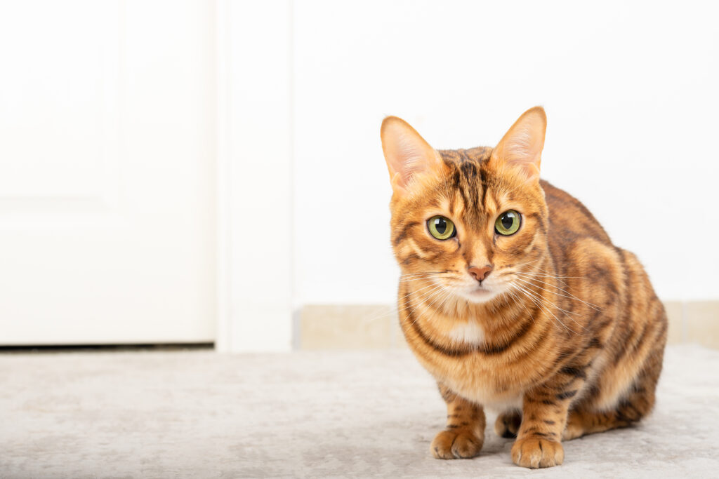 猫の品種⑥ベンガル | わんにゃん暮らしのアドバイス