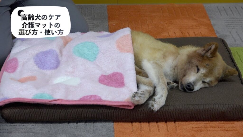 介護マットの選び方・使い方 | わんにゃん暮らしのアドバイス
